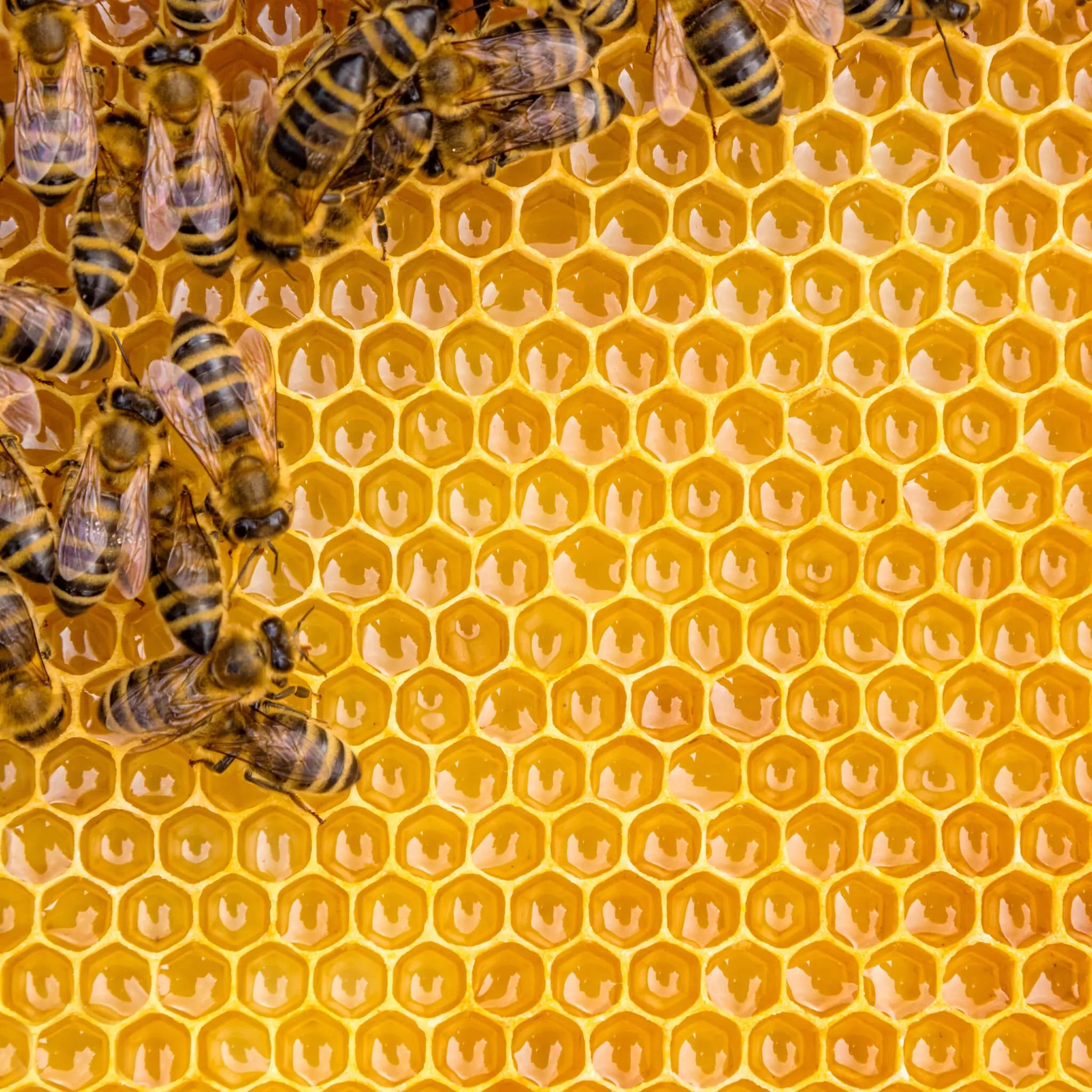 Honey Benefits For Hair