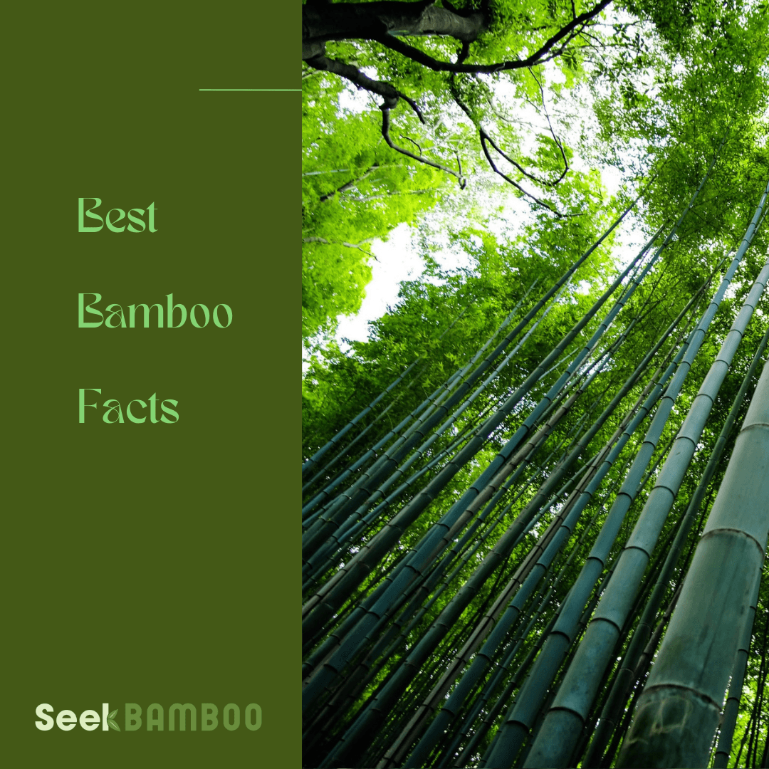 Best Bamboo Facts