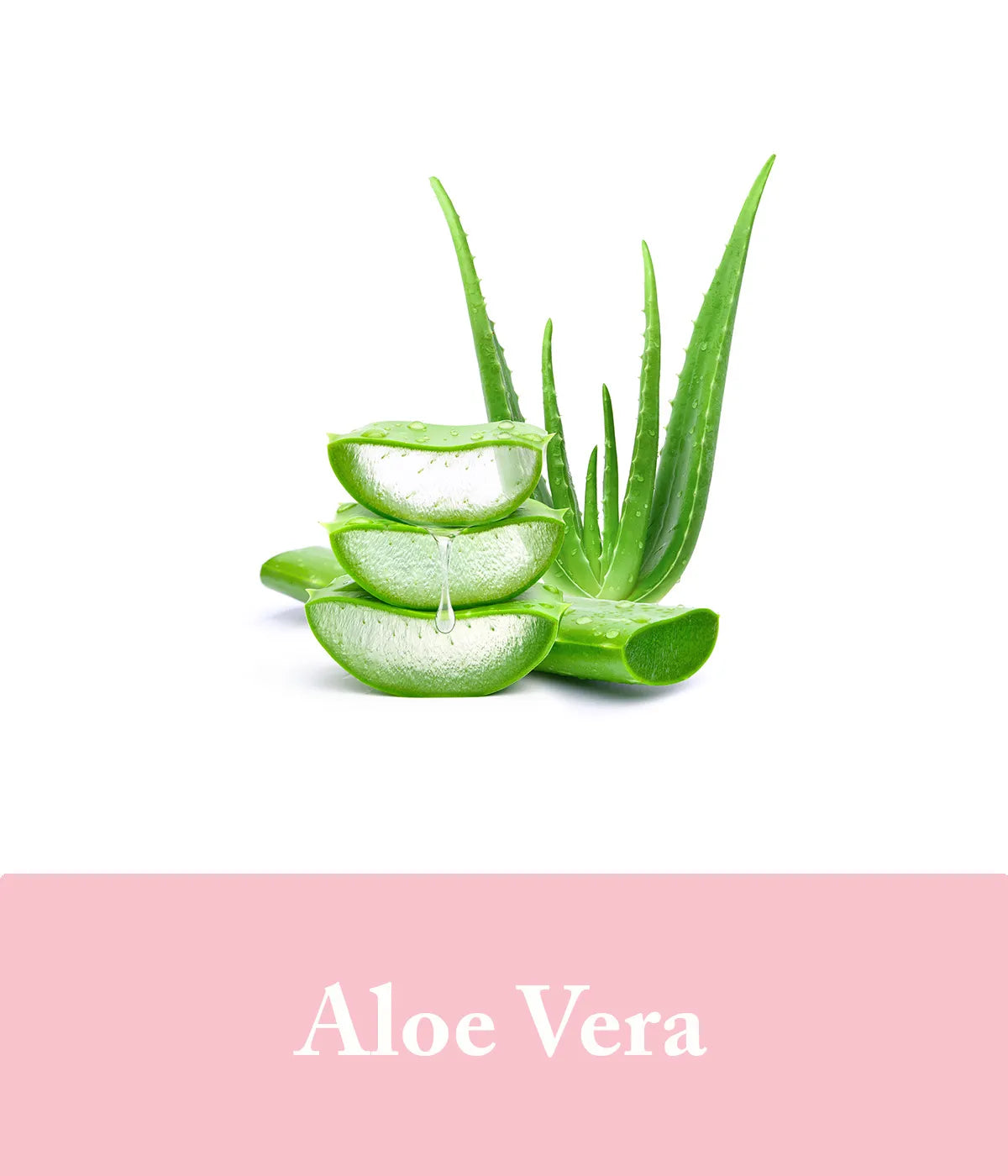 Aloe Vera For Rose Shampoo