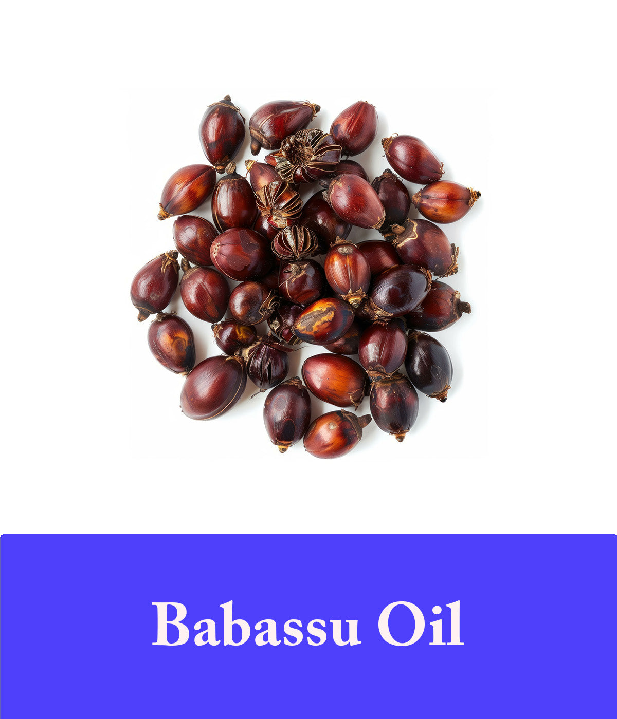 Babassu Oil In Lavender Shampoo