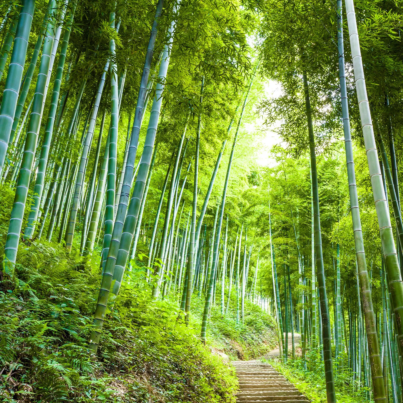 Best Bamboo Facts - Seek Bamboo