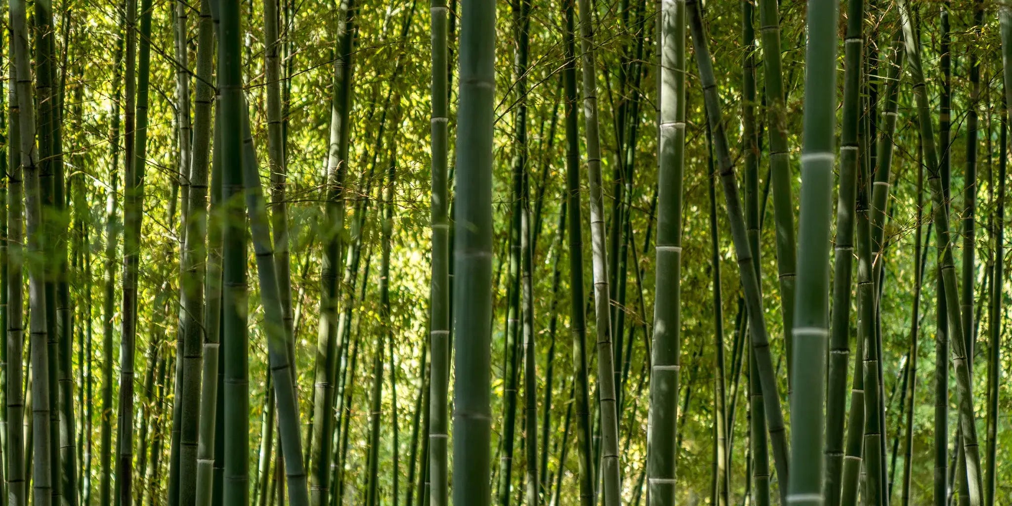 How Does Bamboo Grow So Fast
