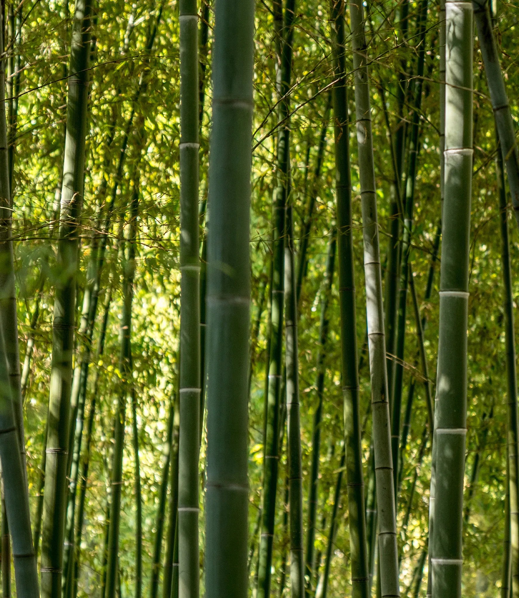 Seek Bamboo - How Does Bamboo Grow So Fast