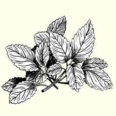 Biotin and mint shampoo