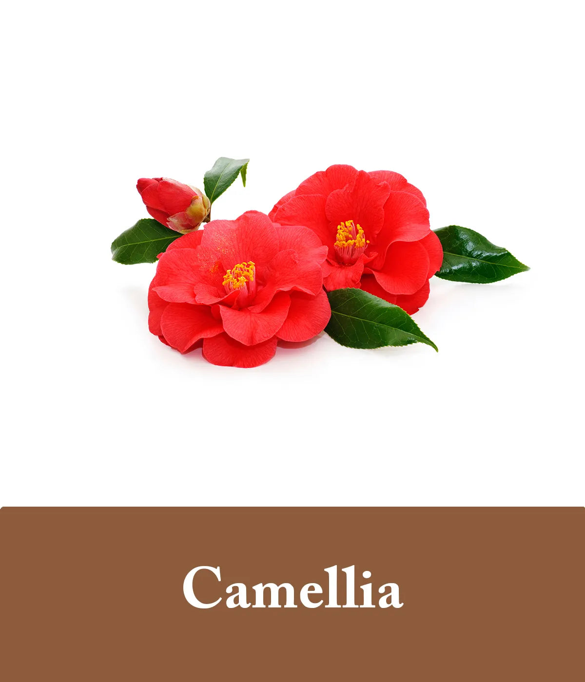 Camellia Argan Oil Ingredient