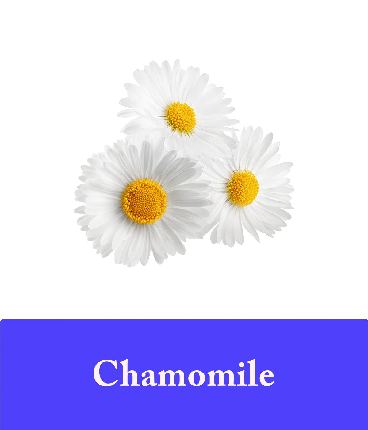 Lavender Soap with Chamomile