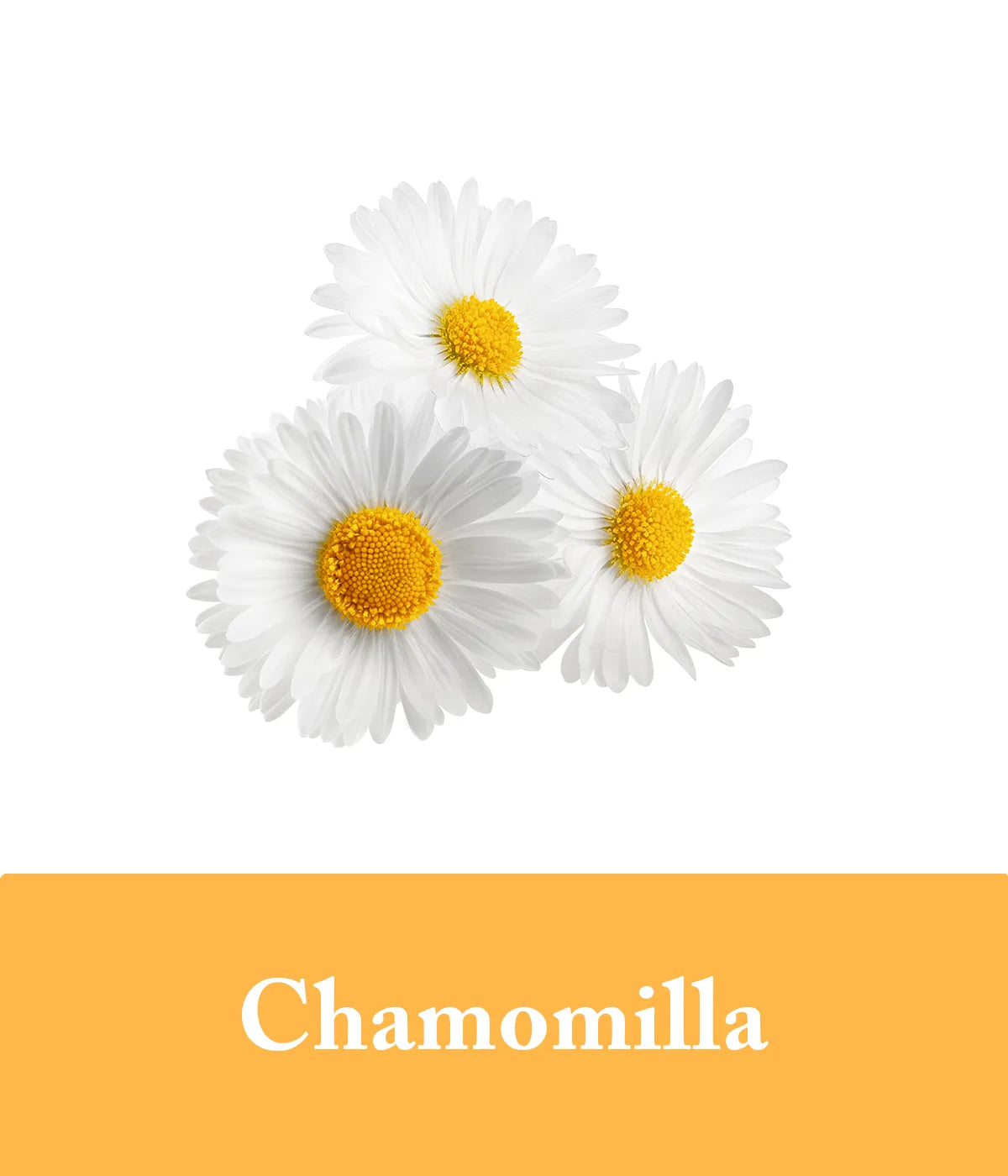 Chamomilla Honey Conditioner Ingredient