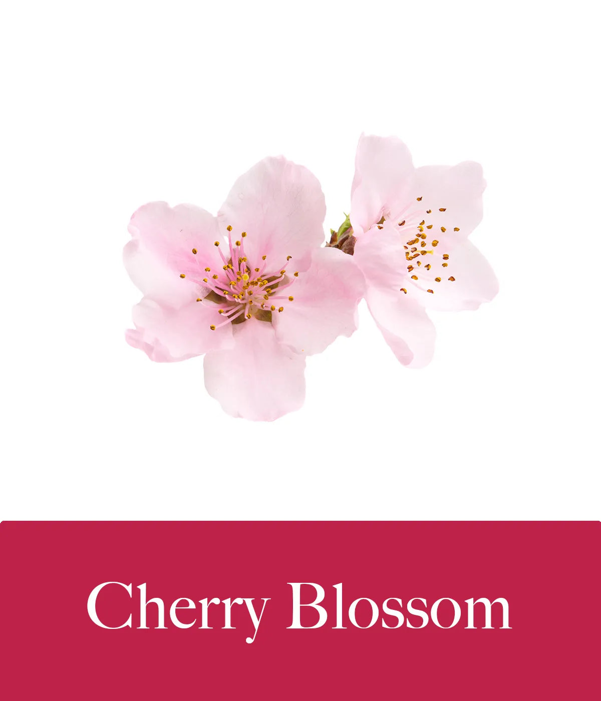 Cherry Blossom Konjac Sponge