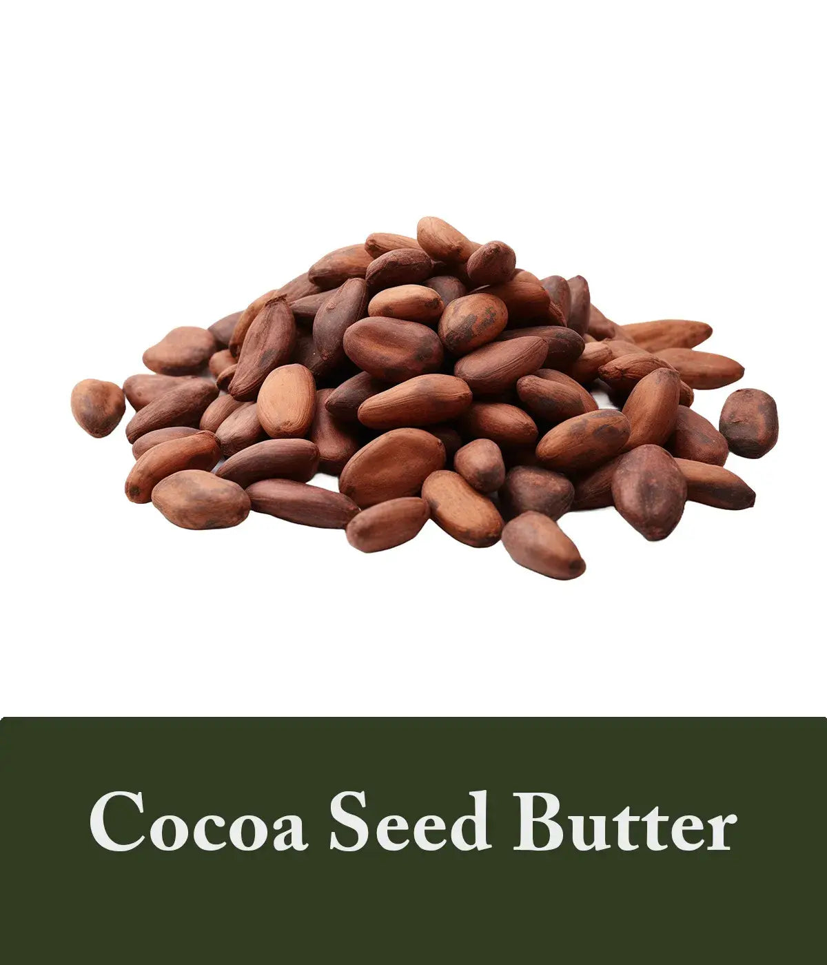 polygonum and cocoa seed butter shampoo
