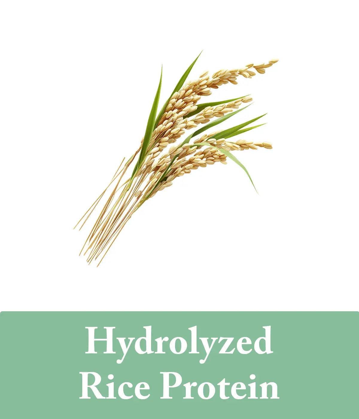 rice protein and eucalyptus shampoo