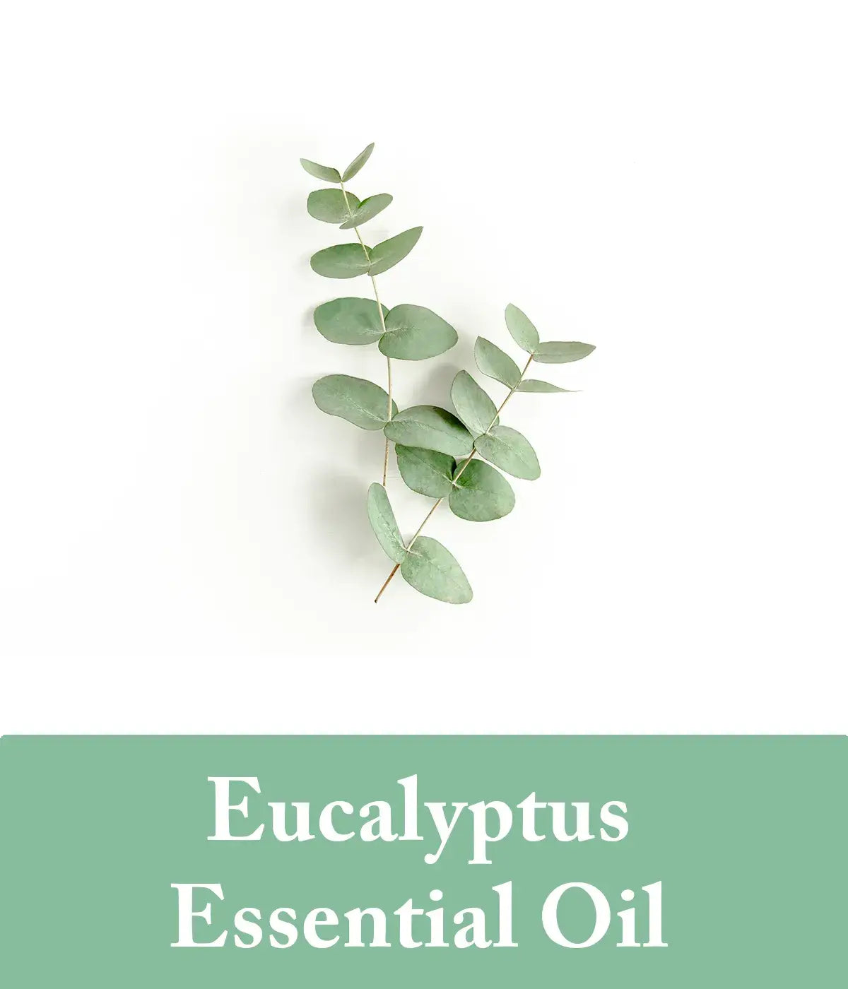 Eucalyptus Essential Oil Shampoo Ingredient
