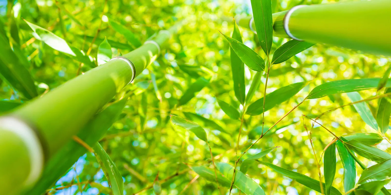 How Fast Can Bamboo Grow