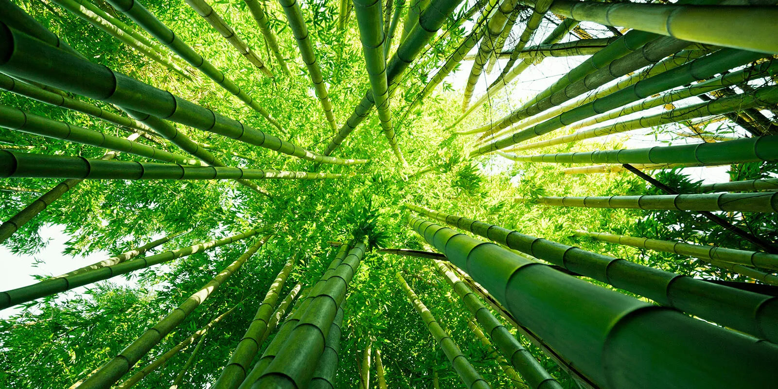 How Fast Does Bamboo Grow In A Day