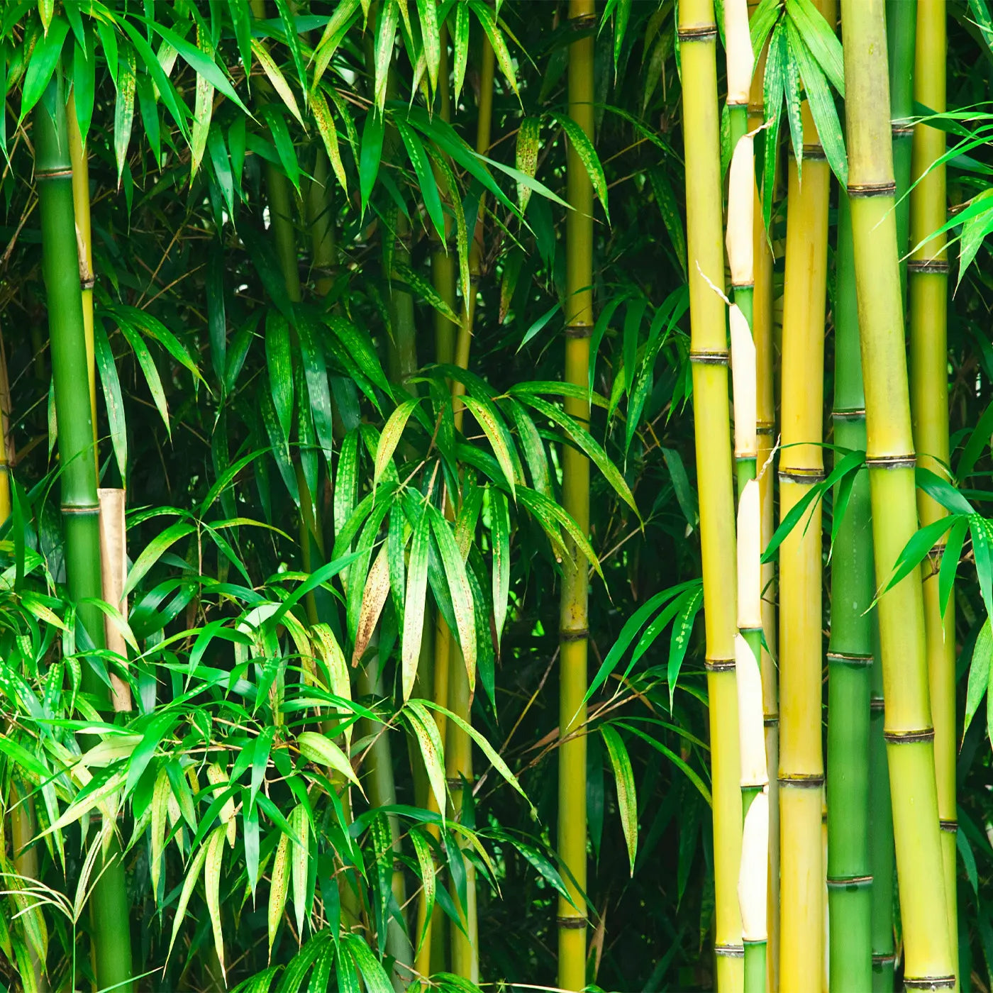 How Fast Does Bamboo Grow - Seek Bamboo