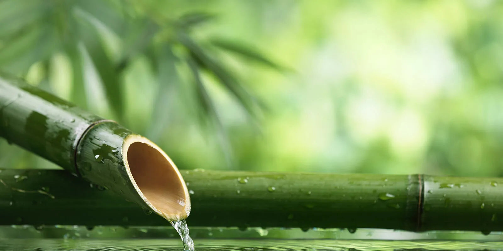 How much water does bamboo need