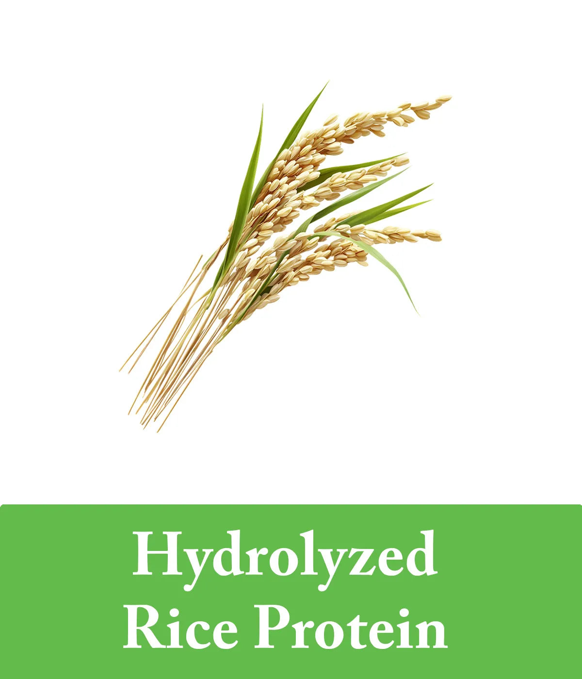 green tea and rice conditioner