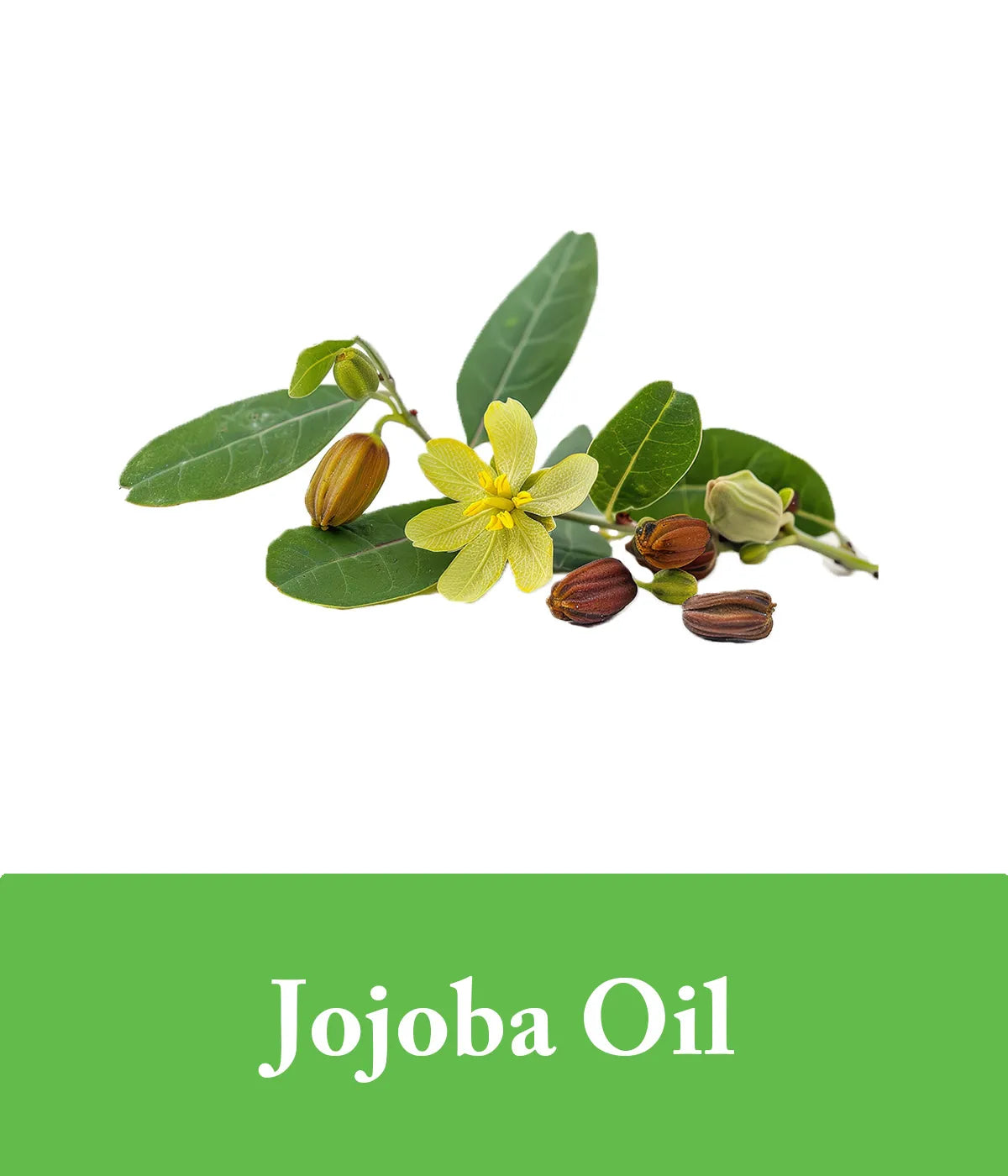 green tea and jojoba oil conditioner