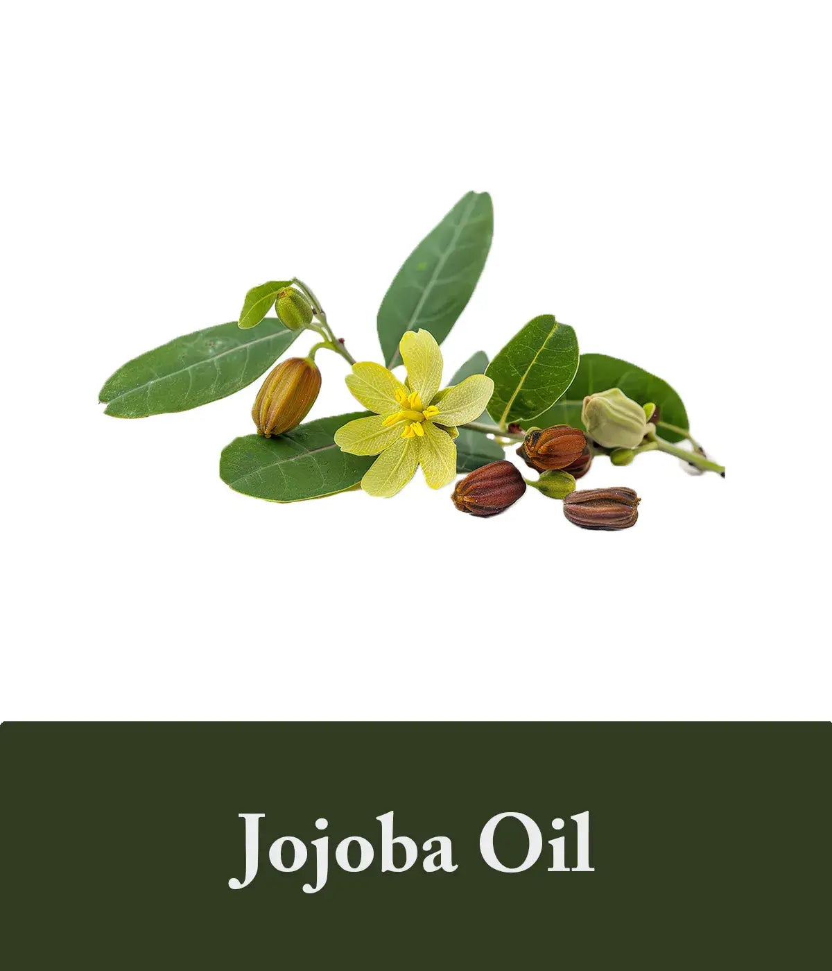 polygonum and jojoba oil shampoo