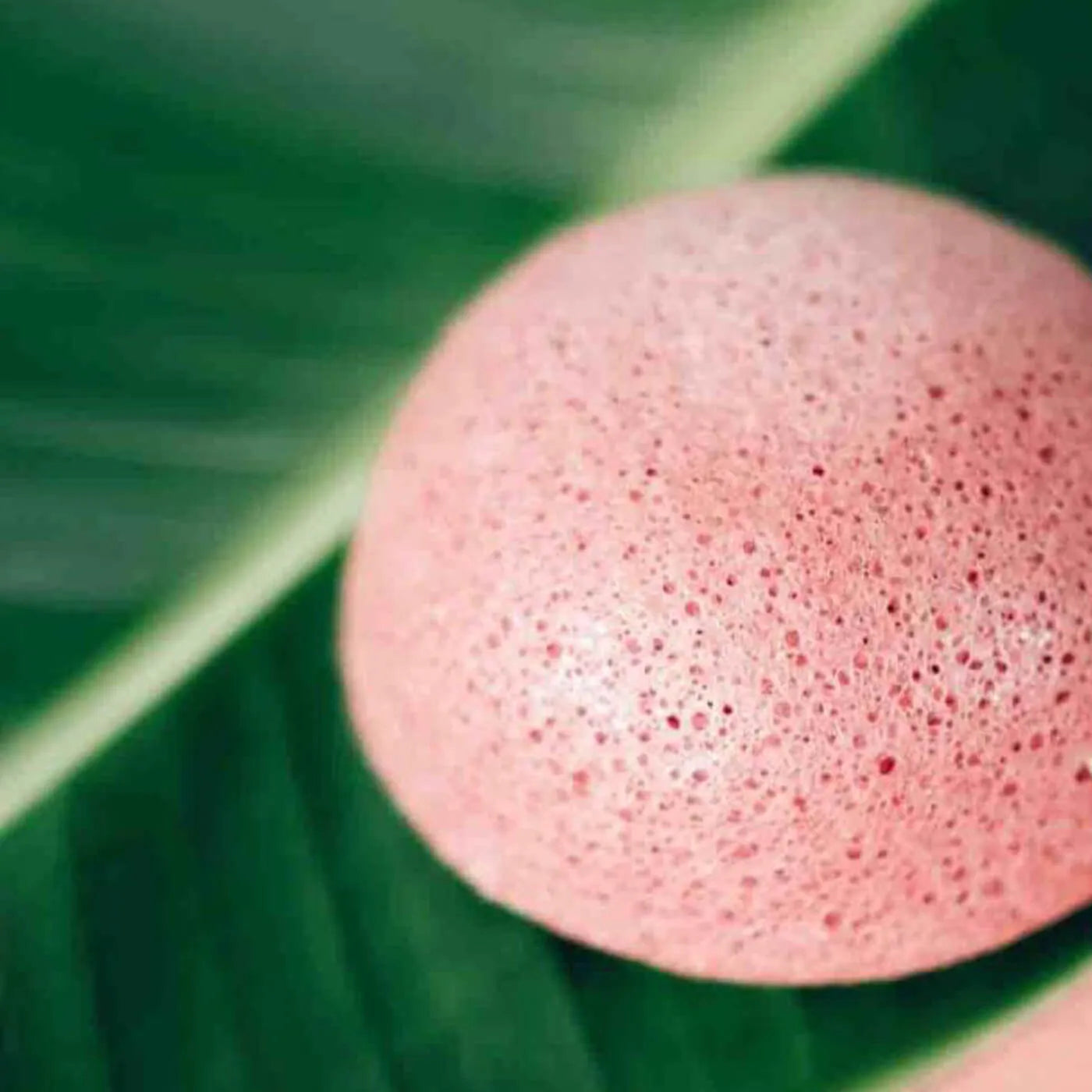 Konjac Sponge