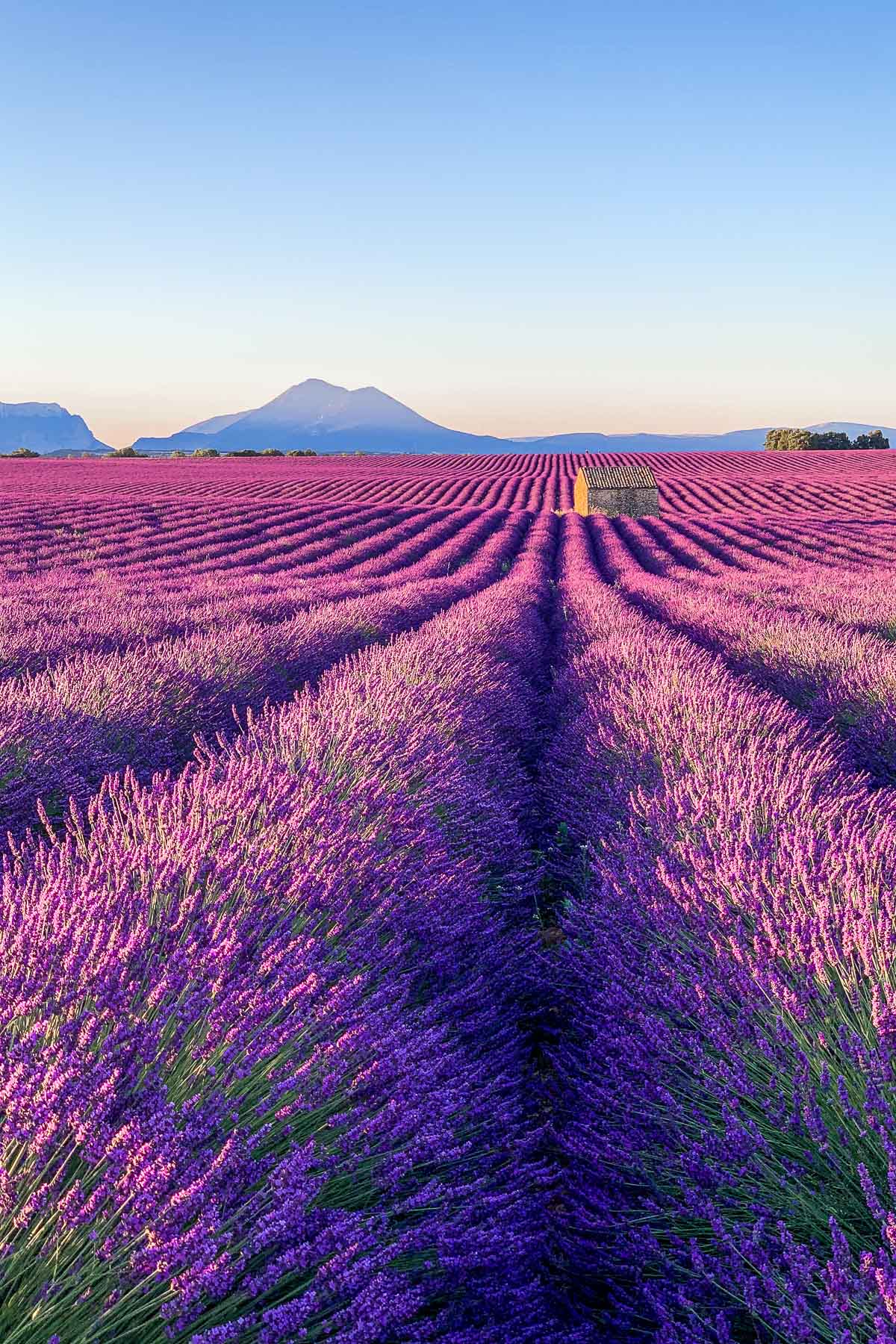 lavender fields