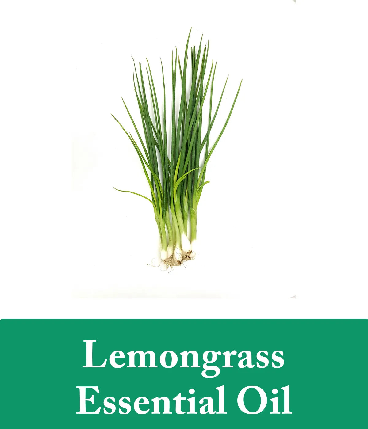 Lemongrass Essential Oil in tea tree Shampoo