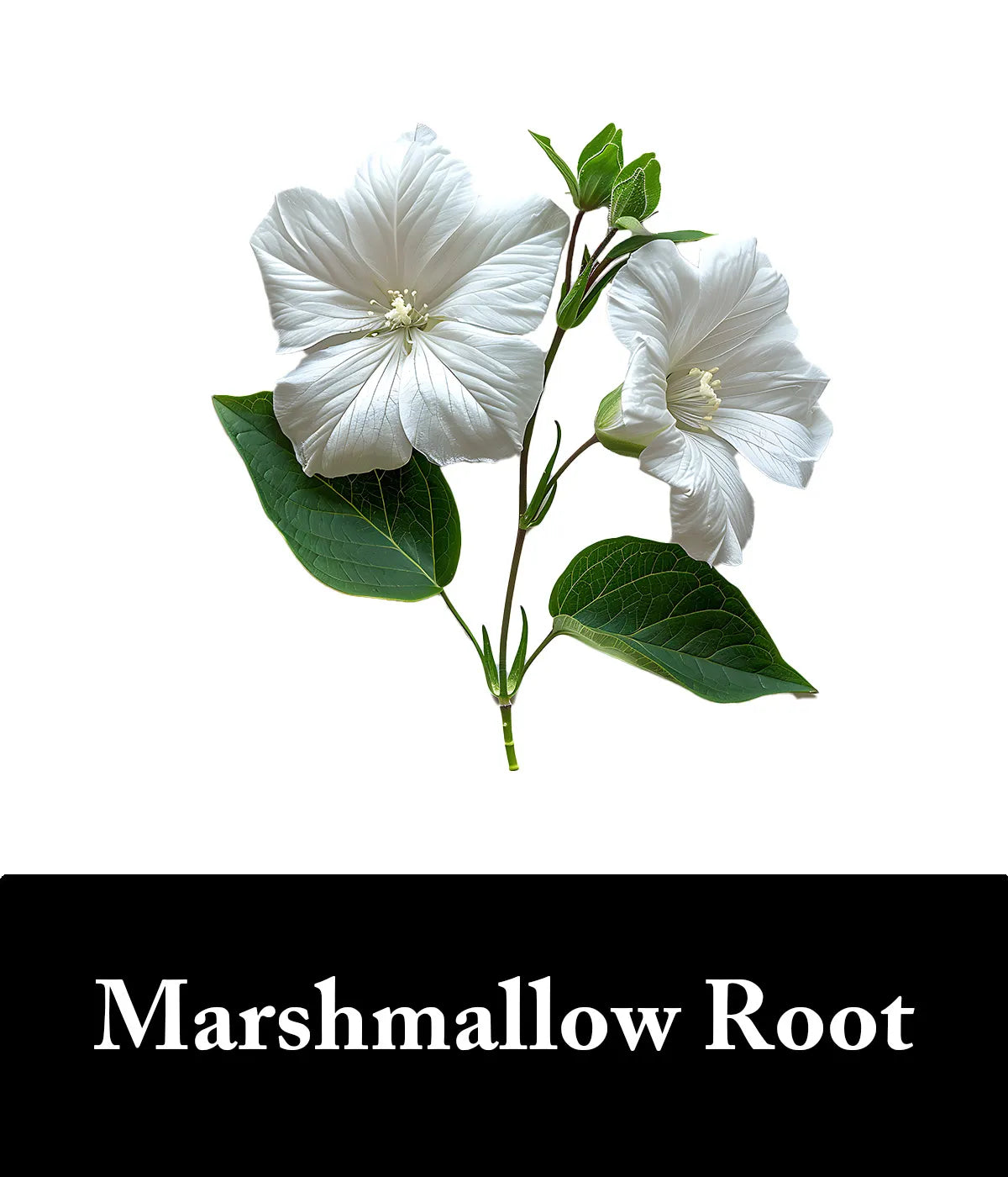 Marshmallow Root Charcoal Ingredient
