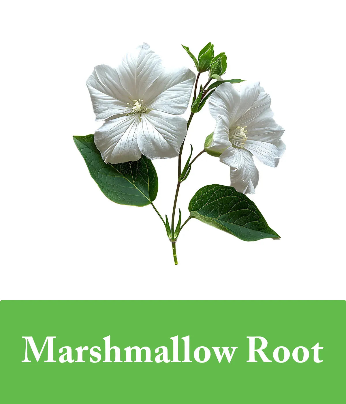 green tea and marshmallow root conditioner