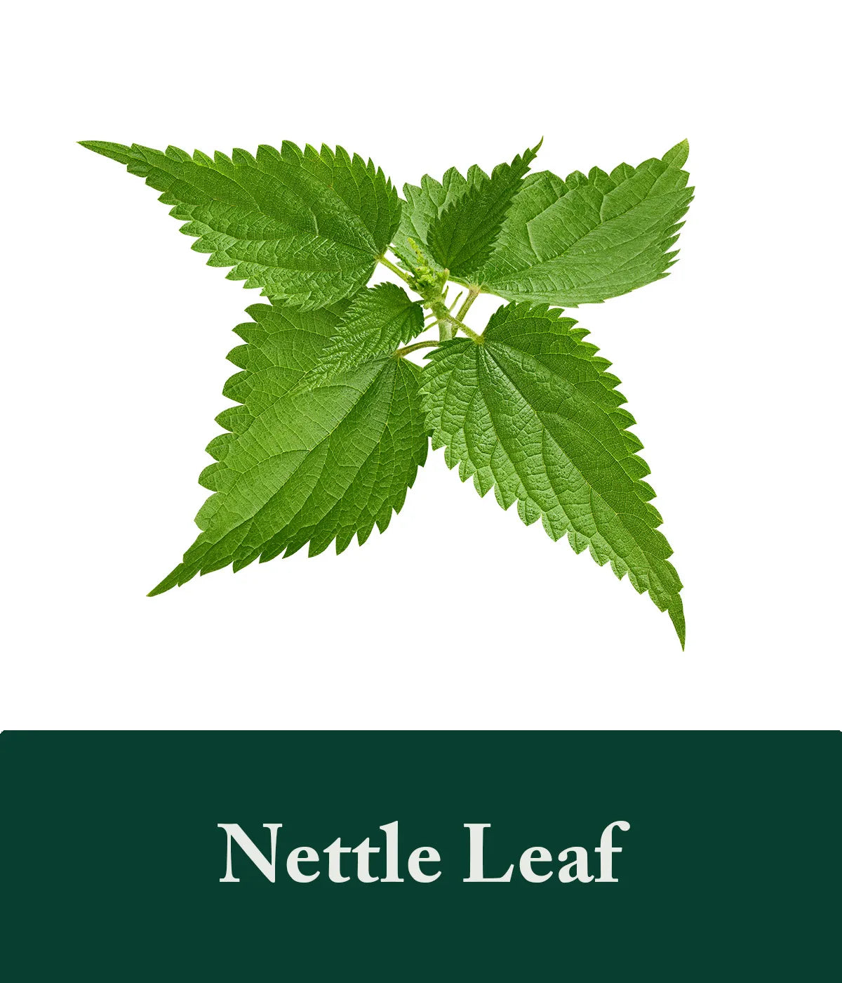 Nettle Leaf Rosemary Ingredient
