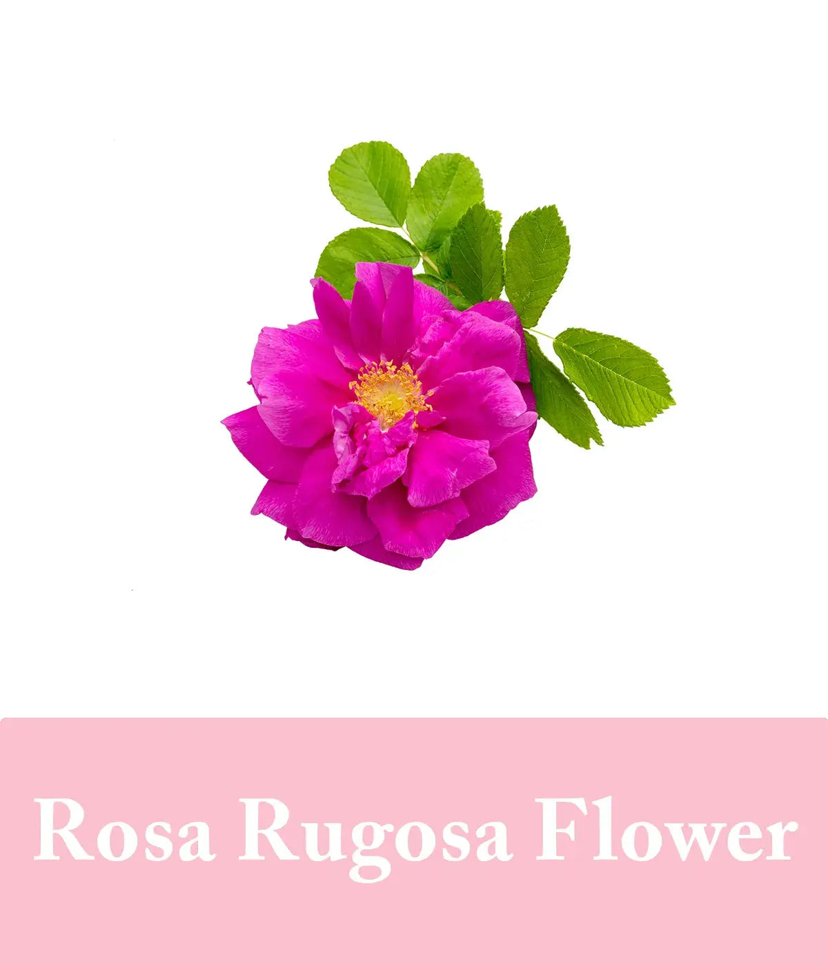 rose conditioner with rosa rugosa flower