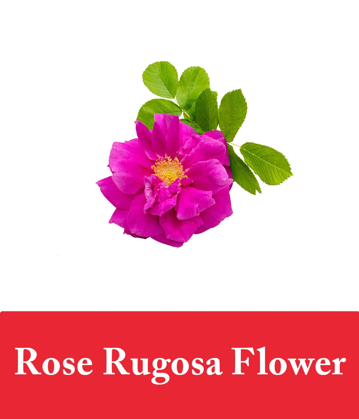 strawberry conditioner with rose rugosa