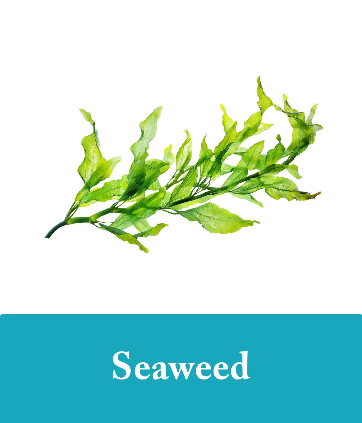 seaweed extract in conditioner