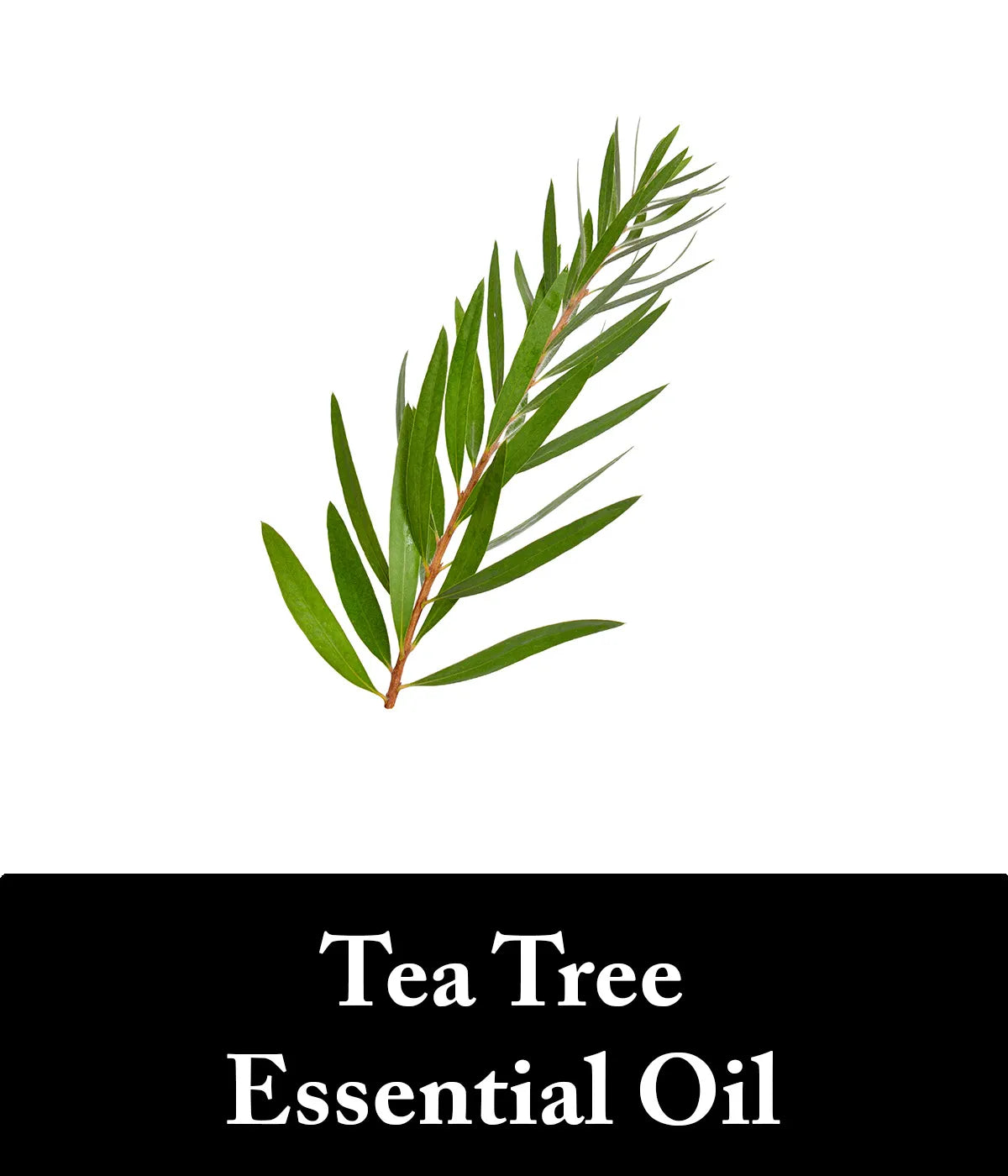 tea tree essential oil as an ingredient in charcoal shampoo