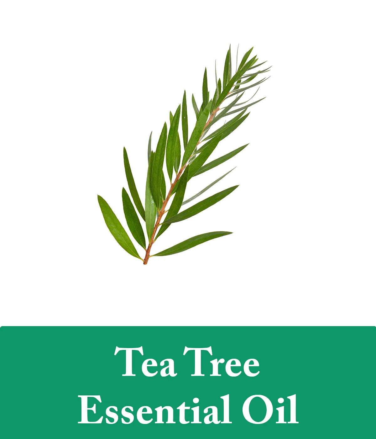 Tea Tree Essential Oil Ingredient