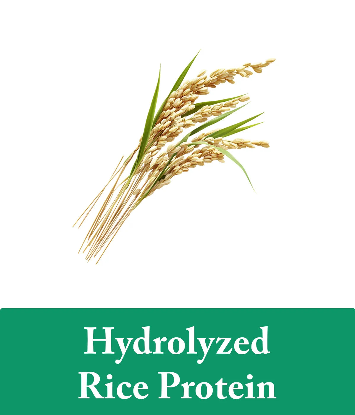 Rice plants with 'Hydrolyzed Rice Protein' text on a green banner