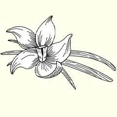 vanilla flower representing the vanilla extract in this natural soap