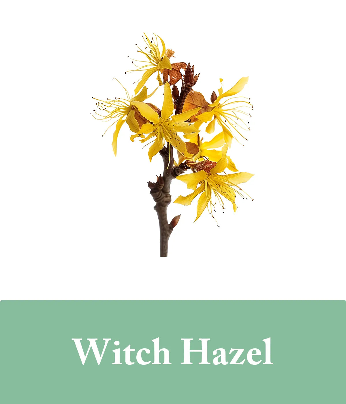 Witch Hazel Eucalpytus Shampoo Bar