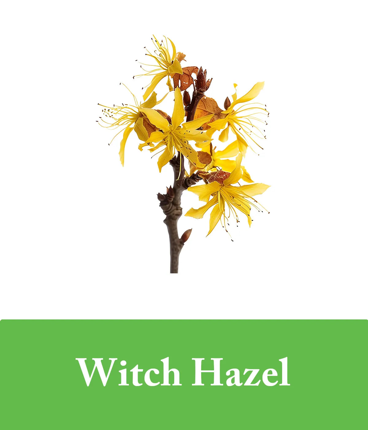 green tea and witch hazel conditioner