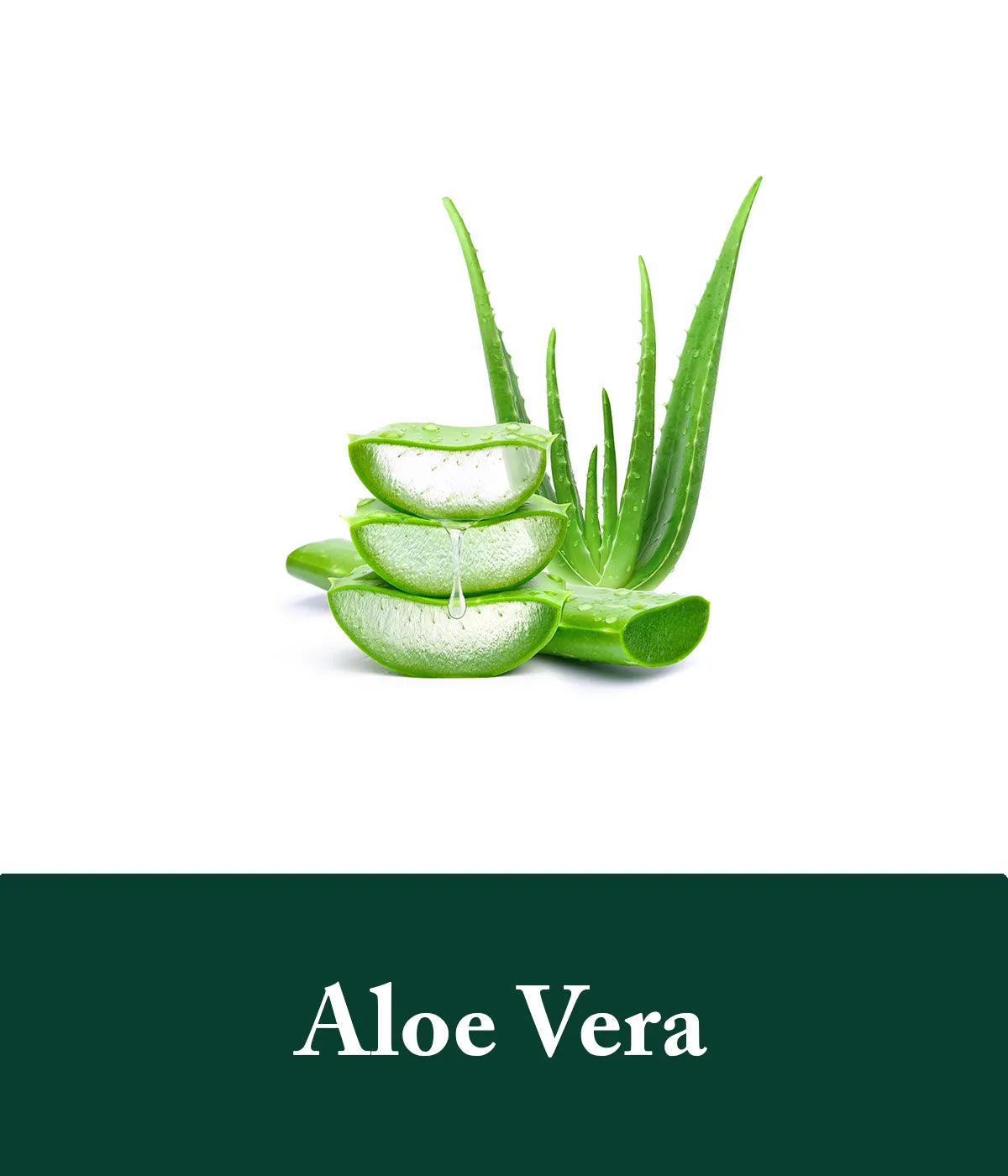 Rosemary and aloe vera shampoo and conditioner