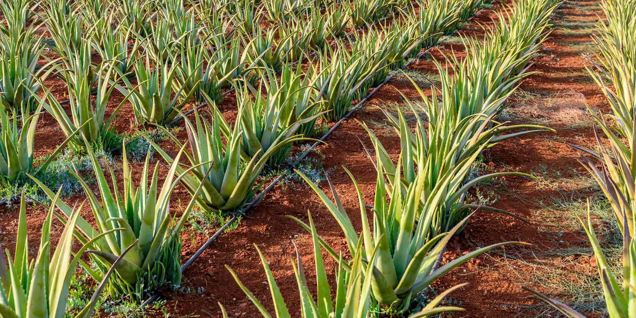 aloe vera extract as an ingredient page banner photo