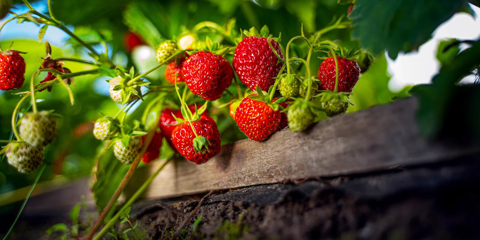 strawberry benefits for hair