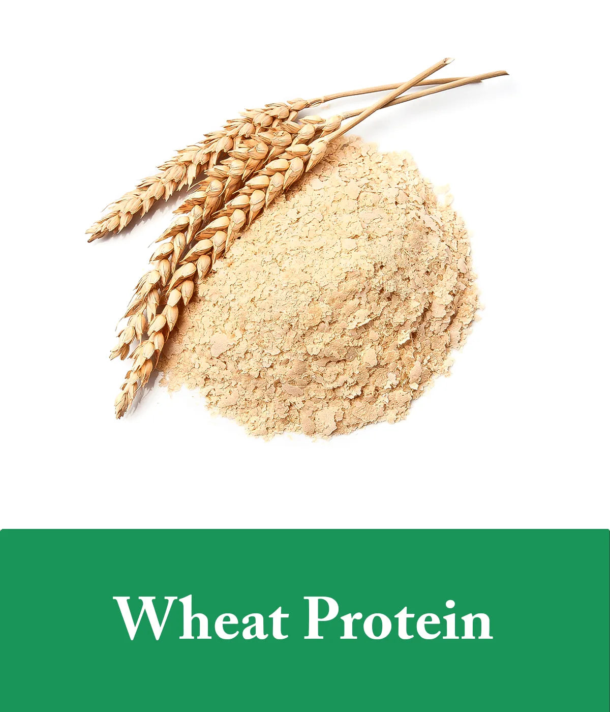hydrolyzed wheat protein in biotin shampoo