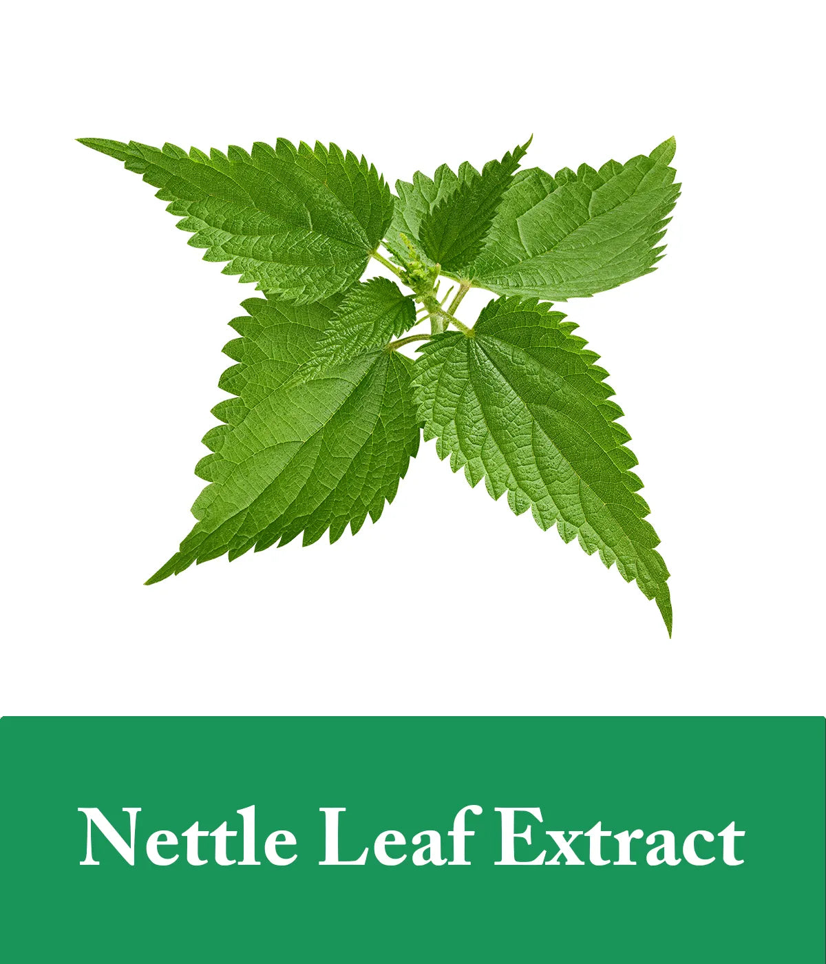 nettle leaf extract in biotin shampoo
