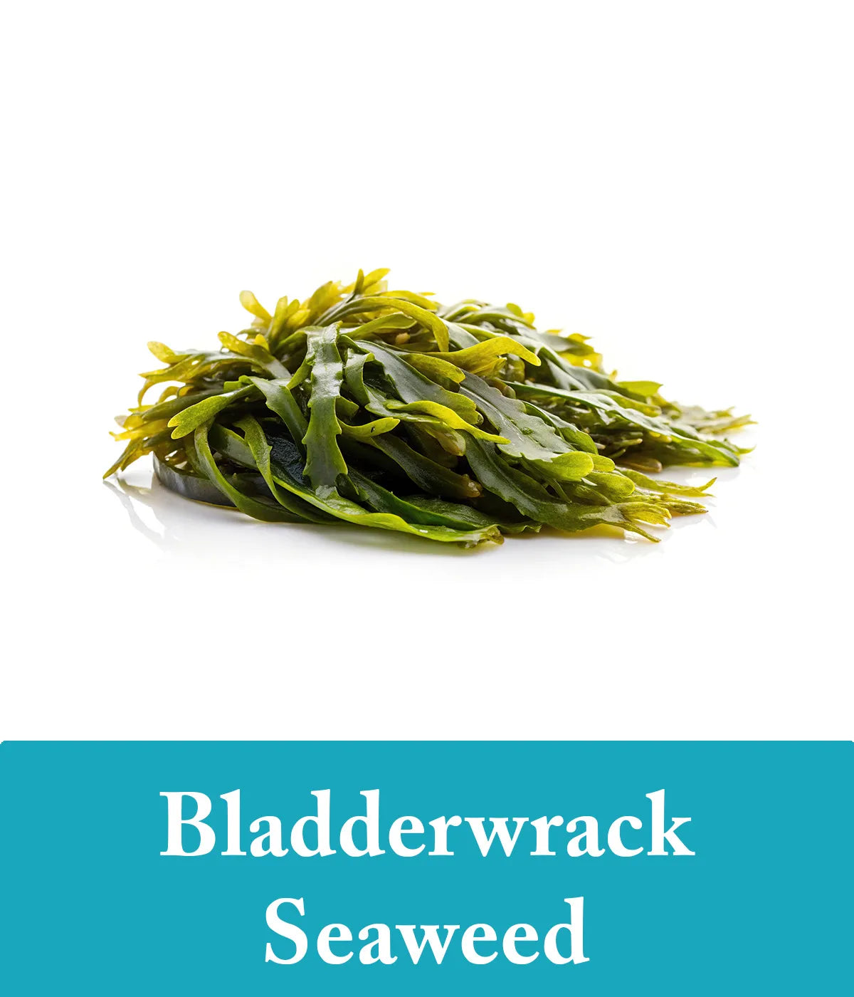 Bladderwrack seaweed conditioner and shampoo