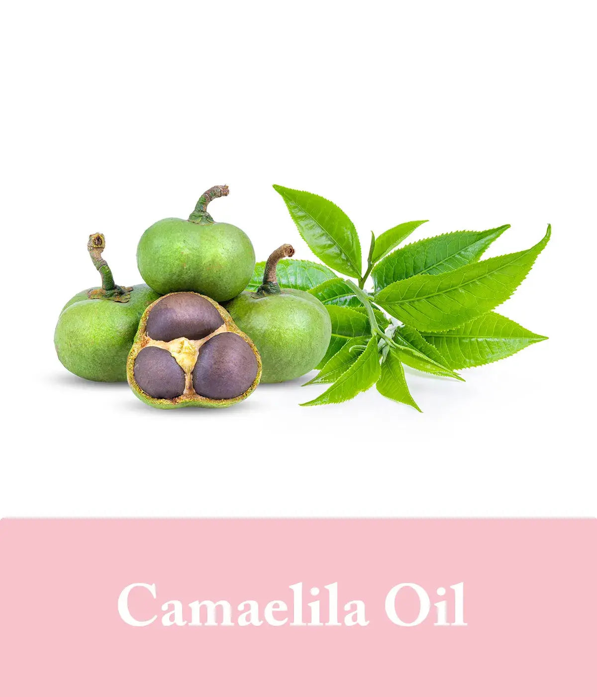 camaelila oil rose conditioner