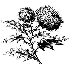 purple and castor oil shampoo