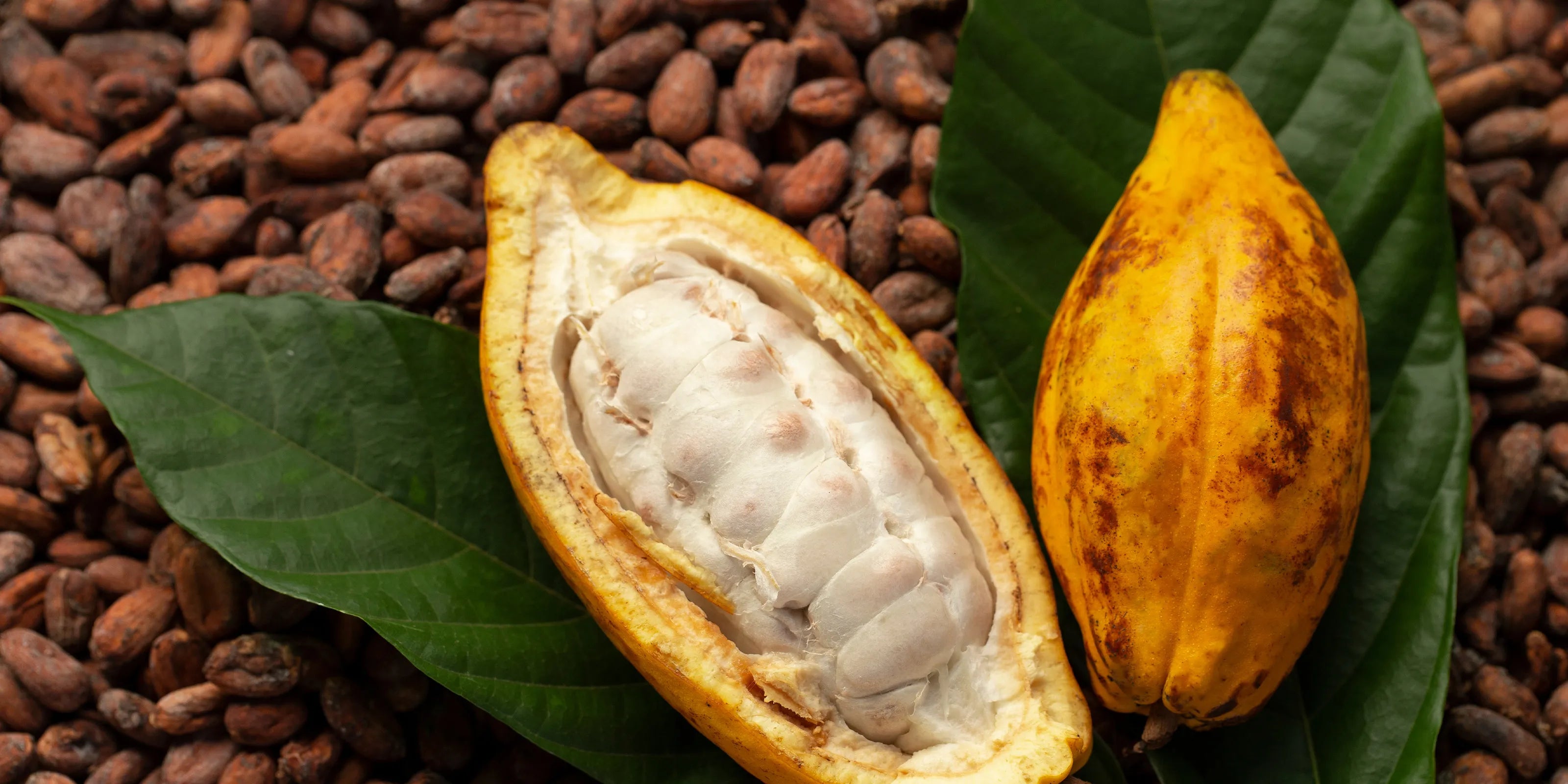 theobroma cacao cocoa seed butter