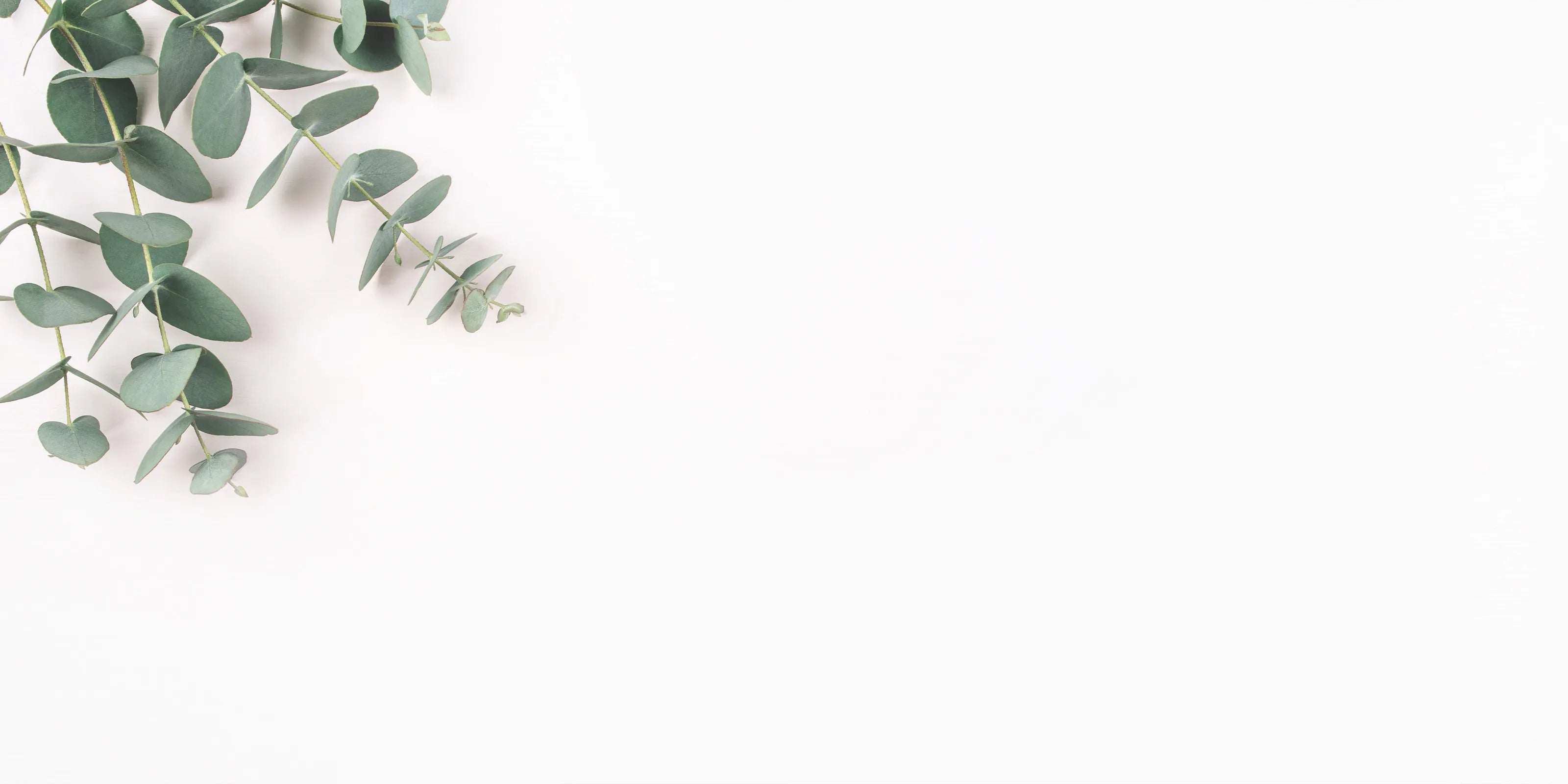 eucalyptus shampoo benefits