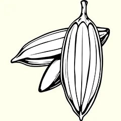 cocoa seed butter icon for ginger soap