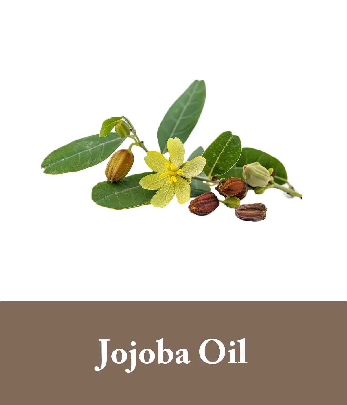 jojoba oil in goat milk shampoo