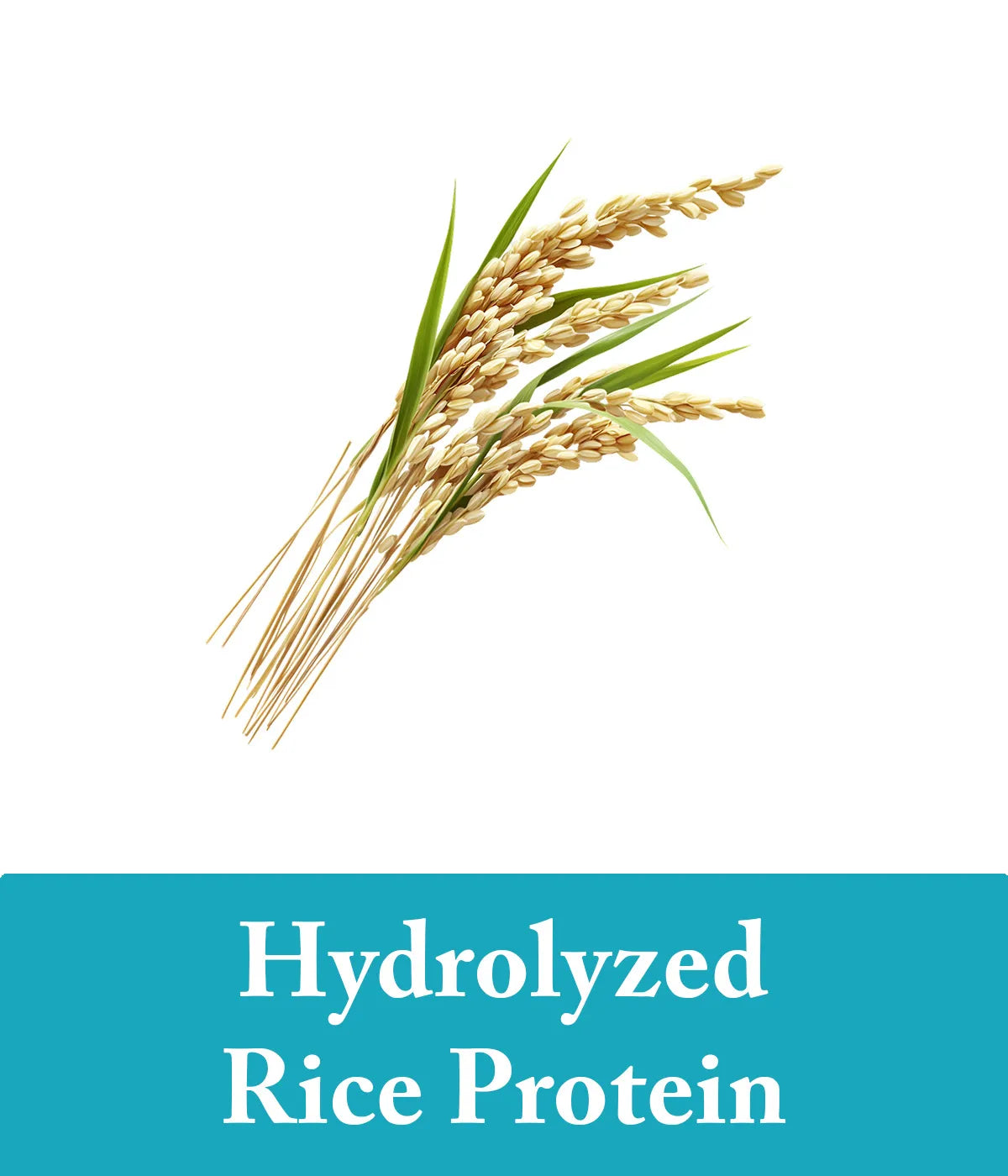 Seaweed bar shampoo and conditioner with hydrolyzed protein